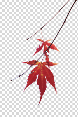 편집 편집이미지 단풍 사람없음 가을 나뭇가지 PNG 편집소스 나무 계절 잎 파일형식