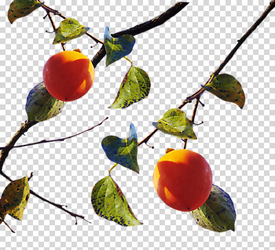 편집 편집이미지 열매 꽃 나뭇잎 감 사람없음 가을 나뭇가지 PNG 편집소스 나무 식물 계절 잎 과일 파일형식