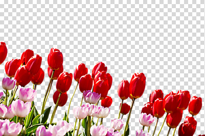 편집 편집이미지 꽃 여러송이 봄꽃 사람없음 빨간색 튤립 PNG 편집소스 식물 컬러 다수 봄 파일형식