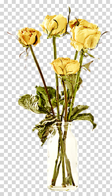편집 편집이미지 꽃 여러송이 사람없음 장미 노란색 꽃병 PNG 드라이플라워 편집소스 식물 컬러 다수 파일형식