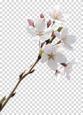 편집 편집이미지 꽃 여러송이 봄꽃 사람없음 봄 벚꽃 흰색 나뭇가지 PNG 편집소스 나무 식물 계절 컬러 다수 파일형식