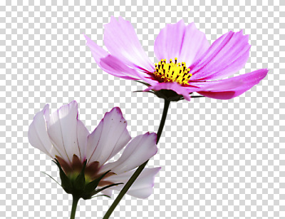 편집 편집이미지 꽃 분홍색 사람없음 두송이 코스모스 PNG 편집소스 식물 컬러 2 파일형식