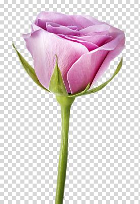 편집 편집이미지 꽃 한송이 사람없음 장미 연보라색 PNG 편집소스 식물 1 보라색 송이 파일형식