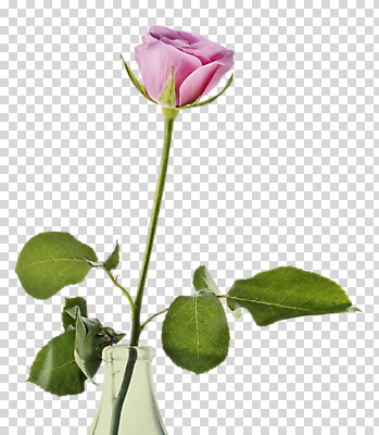 편집 편집이미지 꽃 잎 한송이 사람없음 장미 꽃병 연보라색 PNG 편집소스 식물 1 보라색 송이 파일형식