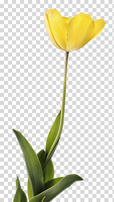 편집 편집이미지 꽃 한송이 사람없음 노란색 PNG 편집소스 식물 1 컬러 송이 파일형식