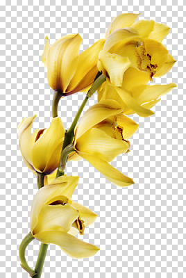 편집 편집이미지 꽃 여러송이 사람없음 노란색 PNG 난초꽃 편집소스 식물 컬러 다수 난초 파일형식