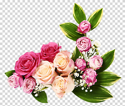 편집 편집이미지 꽃 분홍색 여러송이 잎 사람없음 장미 안개꽃 PNG 편집소스 식물 컬러 다수 한해살이풀 파일형식