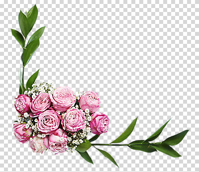 편집 편집이미지 꽃 여러송이 잎 사람없음 장미 안개꽃 PNG 연분홍색 편집소스 식물 분홍색 다수 한해살이풀 파일형식