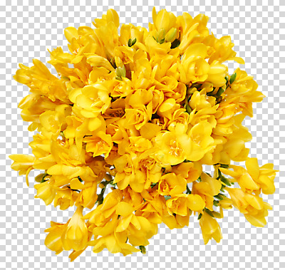 편집 편집이미지 꽃 여러송이 사람없음 노란색 PNG 프리지어 편집소스 식물 컬러 다수 파일형식