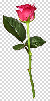 편집 편집이미지 꽃 잎 한송이 사람없음 빨간색 장미 PNG 편집소스 식물 1 컬러 송이 파일형식