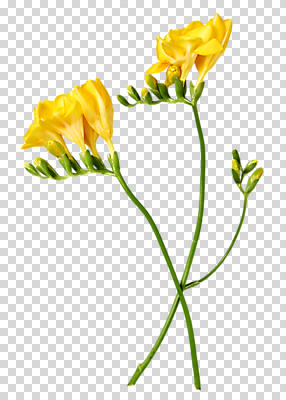 편집 편집이미지 꽃 여러송이 사람없음 노란색 PNG 프리지어 편집소스 식물 컬러 다수 파일형식