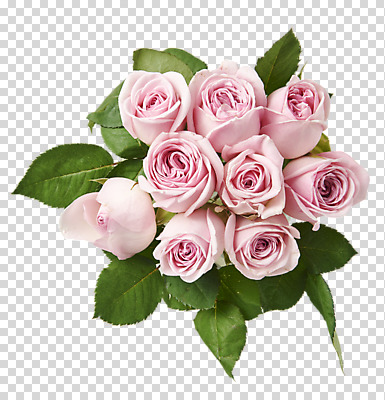 편집 편집이미지 꽃 여러송이 잎 사람없음 장미 PNG 연분홍색 편집소스 식물 분홍색 다수 파일형식