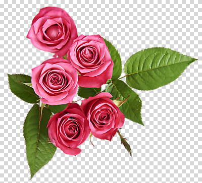 편집 편집이미지 꽃 분홍색 여러송이 잎 사람없음 장미 PNG 편집소스 식물 컬러 다수 파일형식