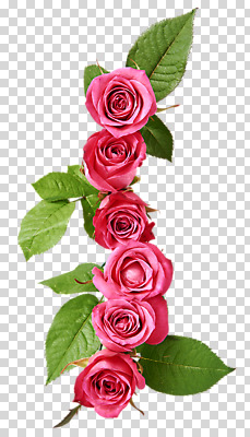 편집 편집이미지 꽃 분홍색 여러송이 잎 사람없음 장미 PNG 편집소스 식물 컬러 다수 파일형식