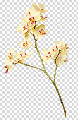 편집 편집이미지 꽃 여러송이 사람없음 노란색 호접란 PNG 편집소스 식물 컬러 다수 파일형식