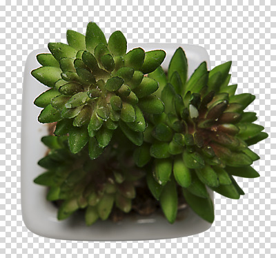 식물 편집 편집이미지 화분 사람없음 장식 모형 오브젝트 PNG 다육식물 편집소스 파일형식