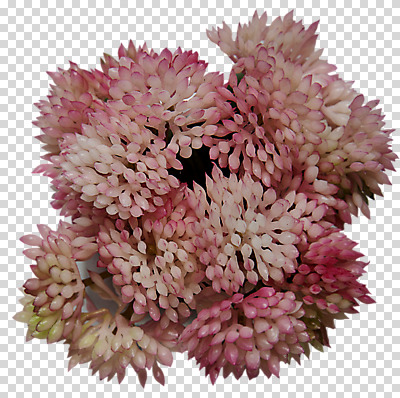 식물 편집 편집이미지 화분 사람없음 장식 모형 오브젝트 PNG 다육식물 편집소스 파일형식