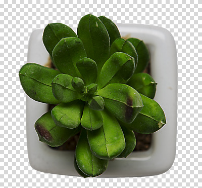 식물 편집 편집이미지 화분 사람없음 장식 모형 오브젝트 PNG 다육식물 편집소스 파일형식