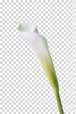 편집 편집이미지 한송이 사람없음 흰색 카라 PNG 편집소스 1 꽃 컬러 송이 파일형식