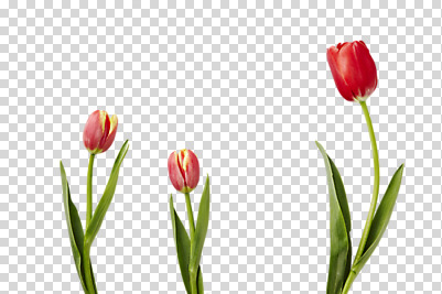 편집 편집이미지 봄꽃 사람없음 빨간색 튤립 세송이 PNG 편집소스 꽃 컬러 3 봄 파일형식