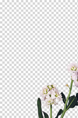 편집 편집이미지 꽃 여러송이 사람없음 PNG 편집소스 식물 다수 파일형식