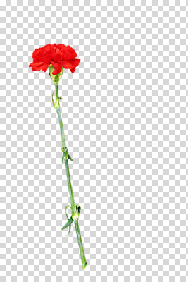 편집 편집이미지 한송이 사람없음 빨간색 카네이션 PNG 편집소스 1 꽃 컬러 송이 파일형식