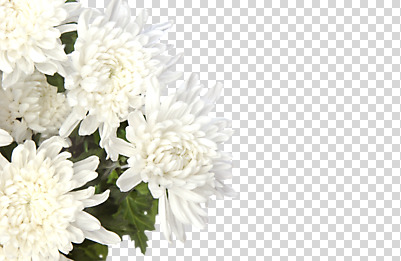 편집 편집이미지 여러송이 국화 사람없음 흰색 오브젝트 PNG 추모 헌화 편집소스 꽃 컬러 다수 파일형식