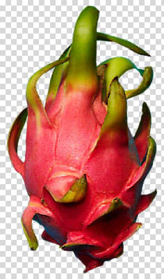 편집 편집이미지 과일 사람없음 열대과일 PNG 용과 편집소스 파일형식