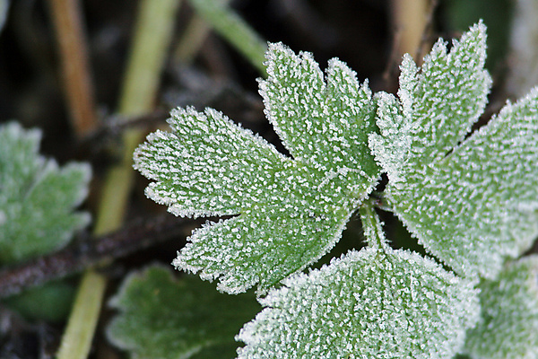 포토 JPG 해외이미지 식물 백그라운드 잎 겨울 자연 건강 사람없음 초록색 냉동 얼음 샐러드 고통 추위 차 상처 크리스탈 허브 만족 질감 서리 결정체 내추럴 연소 돌봄 바이오 채식주의자 추출 화상 그리너리 해외202004 해외포토 자연요소 계절 감정 음료 음식 컬러 모션 광석 생태계 채식 파일형식 트랜드컬러 이미지허브