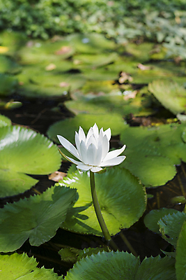 포토 JPG 해외이미지 식물 디자인 꽃 백그라운드 꽃무늬 자연 연꽃 사람없음 초록색 물 노란색 정원 봄 벚꽃 흰색 신선 개화 내추럴 블러 스타일 해외202004 해외포토 자연요소 계절 컬러 무늬 생태계 파일형식 이미지허브