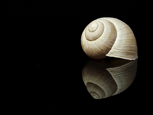 포토 JPG 해외이미지 사람없음 검은색 껍질 흰색 해외202004 해외포토 컬러 파일형식 이미지허브