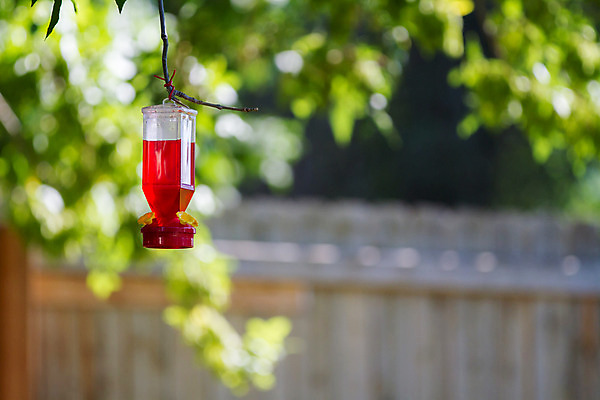 포토 JPG 해외이미지 계절 꽃 음식 조류 매달리기 사람없음 야외 빨간색 여름 컬러풀 환경 가을 관찰 먹이 오브젝트 꿀 뒤뜰 벌새 해외202004 해외포토 식물 동물 컬러 모션 파일형식 이미지허브