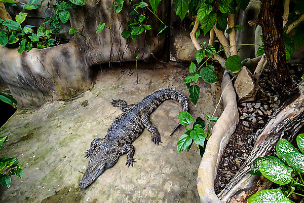 포토 JPG 해외이미지 동물 공원 야생동물 여행 백그라운드 패턴 파충류 자연 휴가 휴식 양서류 풍경 사람없음 야외 초록색 머리 평화 수영 잠 황무지 치아 위험 큼 무서움 가죽 묘사 질감 사냥 육식동물 악어 사냥꾼 내추럴 공격적 동물상 이국적 힘찬 해외202004 해외포토 직업 공공시설 감정 컬러 컨셉 무늬 신체부위 조형물 수상스포츠 소화기관 크기 생태계 파일형식 이미지허브