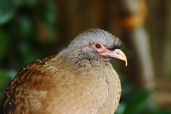 포토 JPG 해외이미지 조류 사람없음 미국 남쪽 해외202004 해외포토 동물 북아메리카 방향 파일형식 이미지허브