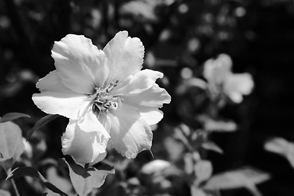 포토 JPG 해외이미지 식물 꽃잎 꽃 자연 흑백 사람없음 정원 흰색 원예 향기 향 카피스페이스 해외202004 해외포토 컬러 촬영기법 취미 공백 생태계 냄새 파일형식 이미지허브