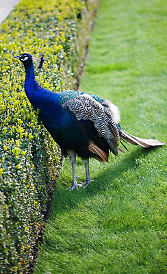 포토 JPG 해외이미지 동물 전통 응시 공원 남자 야생동물 패턴 자연 조류 기술 동물원 사람없음 가로 초록색 파란색 머리 걷기 축제 활발 의식 공작 깃털 어깨 꼬리 부리 보여주기 꿩 짝짓기 멀티 이국적 해외202004 해외포토 시선 공공시설 컬러 컨셉 무늬 모션 사람 신체부위 생태계 파일형식 이미지허브