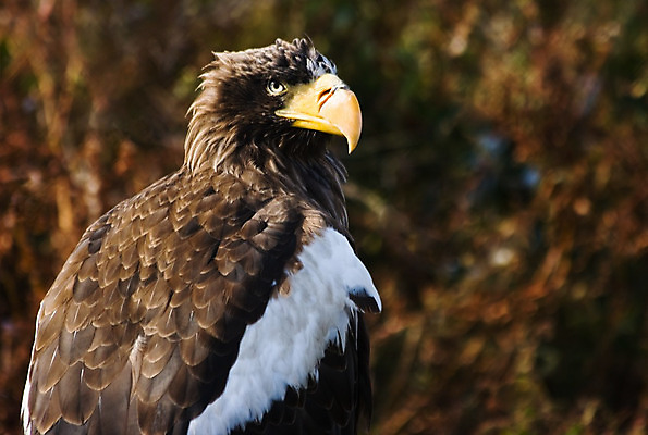 포토 JPG 해외이미지 동물 야생동물 바다 자연 조류 낚시 어류 사람없음 갈색 흰색 먹이 사냥 독수리 육식동물 사냥꾼 해외202004 해외포토 직업 컬러 레저 수중동물 생태계 파일형식 이미지허브