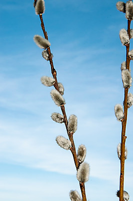 포토 JPG 해외이미지 나무 식물 전통 디자인 계절 행복 종교 자연 휴가 부활절 사람없음 장식 컬러풀 새싹 고양이 봄 벚꽃 나뭇가지 축하 개화 4월 버드나무 심볼 솜털 해외202004 해외포토 기념일 꽃 감정 컬러 컨셉 포유류 반려동물 날짜 생태계 파일형식 이미지허브