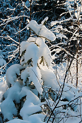 포토 JPG 해외이미지 식물 겨울 자연 풍경 사람없음 야외 목재 태양 맑음 나뭇가지 소나무 숲 서리 전나무 삼림지대 가문비나무 해외202004 해외포토 자연요소 나무 계절 재료 날씨 생태계 파일형식 이미지허브