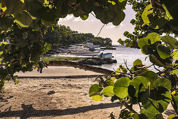 포토 JPG 해외이미지 나무 모래 바다 섬 여행 자연 하늘 휴가 휴식 열대 손바닥 풍경 사람없음 초록색 물 여름 태양 여행객 맑음 만 보트 가난 정박 묘사 휴양지 코코넛 석호 모터 카리브해 공화국 도미니카공화국 이국적 인기 파라다이스 해외202004 해외포토 자연요소 식물 손 계절 나라 컬러 컨셉 배_교통 과일 날씨 사람 장소 남아메리카 생태계 파일형식 이미지허브
