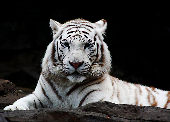 포토 JPG 해외이미지 주간 한마리 야생동물 엎드리기 검은배경 사람없음 야외 맹수 백호 해외202004 해외포토 자연요소 동물 1 백그라운드 모션 검은색 호랑이 파일형식 사방신 이미지허브