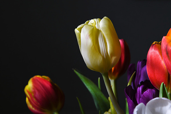 포토 JPG 해외이미지 식물 계절 꽃 꽃다발 백그라운드 컨셉 꽃무늬 오렌지 자연 발렌타인데이 선물 사랑 사람없음 장식 빛 컬러풀 노란색 봄 튤립 벚꽃 축하 인사 신선 생일 우아함 닫기 다발 배열 꽃집 해외202004 해외포토 기념일 감정 컬러 무늬 과일 모션 데이이벤트 상점 예절 생태계 파일형식 이미지허브