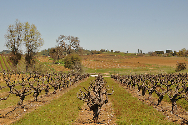 포토 JPG 해외이미지 나무 산업 음식 잎 밭 농업 과일 자연 하늘 포도 풍경 사람없음 초록색 파란색 농장 와인 계곡 유기농 캘리포니아 포도밭 내추럴 양조장 줄서기 해외202004 해외포토 식물 웰빙 컬러 모션 주류 미국 생태계 파일형식 이미지허브