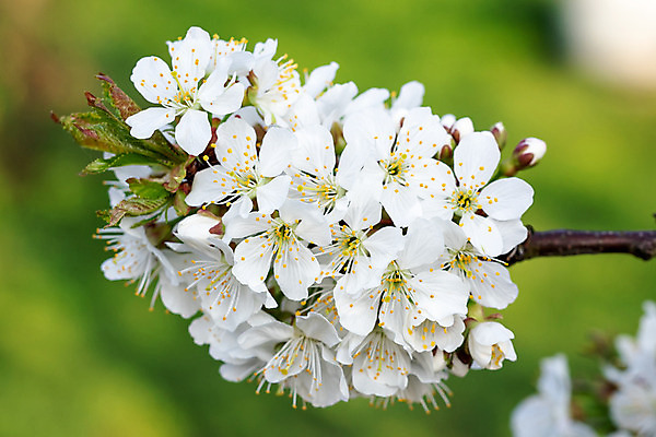 포토 JPG 해외이미지 나무 식물 계절 공원 꽃잎 꽃 백그라운드 잎 꽃무늬 자연 사람없음 야외 초록색 정원 봄 벚꽃 흰색 나뭇가지 신선 개화 체리 내추럴 고립 해외202004 해외포토 공공시설 컬러 무늬 과일 생태계 파일형식 이미지허브