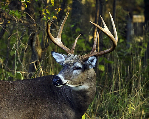 포토 JPG 해외이미지 동물 남자 야생동물 포유류 자연 사슴 뿔 사람없음 야외 달러 숲 사냥 해외202004 해외포토 돈 사람 생태계 파일형식 이미지허브