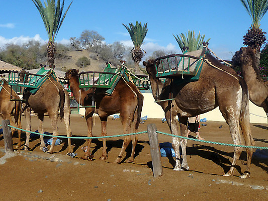 포토 JPG 해외이미지 나무 동물 야생동물 밧줄 신체 날개 포유류 자연 조류 털 사람없음 울타리 머리 깃털 비둘기 낙타 펜싱 혹 내추럴 동물상 해외202004 해외포토 식물 줄 스포츠 신체부위 담장 조형물 생태계 파일형식 이미지허브