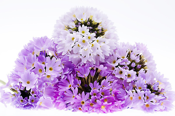 포토 JPG 해외이미지 식물 계절 꽃잎 꽃 화분 분홍색 백그라운드 꽃무늬 자연 사람없음 초록색 컬러풀 정원 보라색 봄 신선 개화 제비꽃 묘사 원예 내추럴 고립 심기 프리뮬러 해외202004 해외포토 컬러 무늬 모션 취미 생태계 파일형식 이미지허브