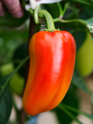 포토 JPG 해외이미지 식물 음식 밭 농업 채소 재료 파프리카 사람없음 초록색 한개 농장 성장 신선 큼 유기농 날것 후추 건강식 채소밭 온실 채식주의자 해외202004 해외포토 1 웰빙 산업 컬러 크기 향신료 채식 파일형식 이미지허브