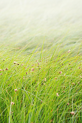 포토 JPG 해외이미지 식물 백그라운드 밭 자연 사람없음 초록색 여름 우주 신선 칼날 질감 부드러움 카피스페이스 해외202004 해외포토 계절 컬러 농업 공백 감각 생태계 파일형식 이미지허브
