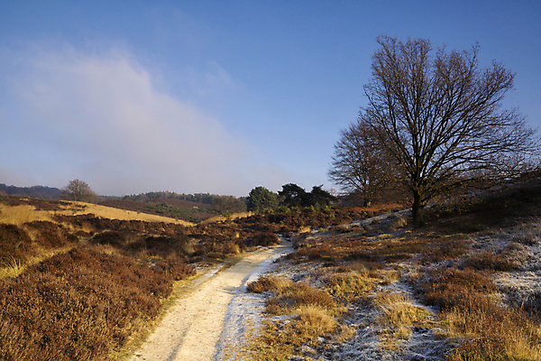 포토 JPG 해외이미지 나무 겨울 사람없음 얼음 추위 안개 황무지 언덕 네덜란드 보호구역 뿌연 해외202004 해외포토 자연요소 식물 계절 유럽 날씨 구역 파일형식 이미지허브
